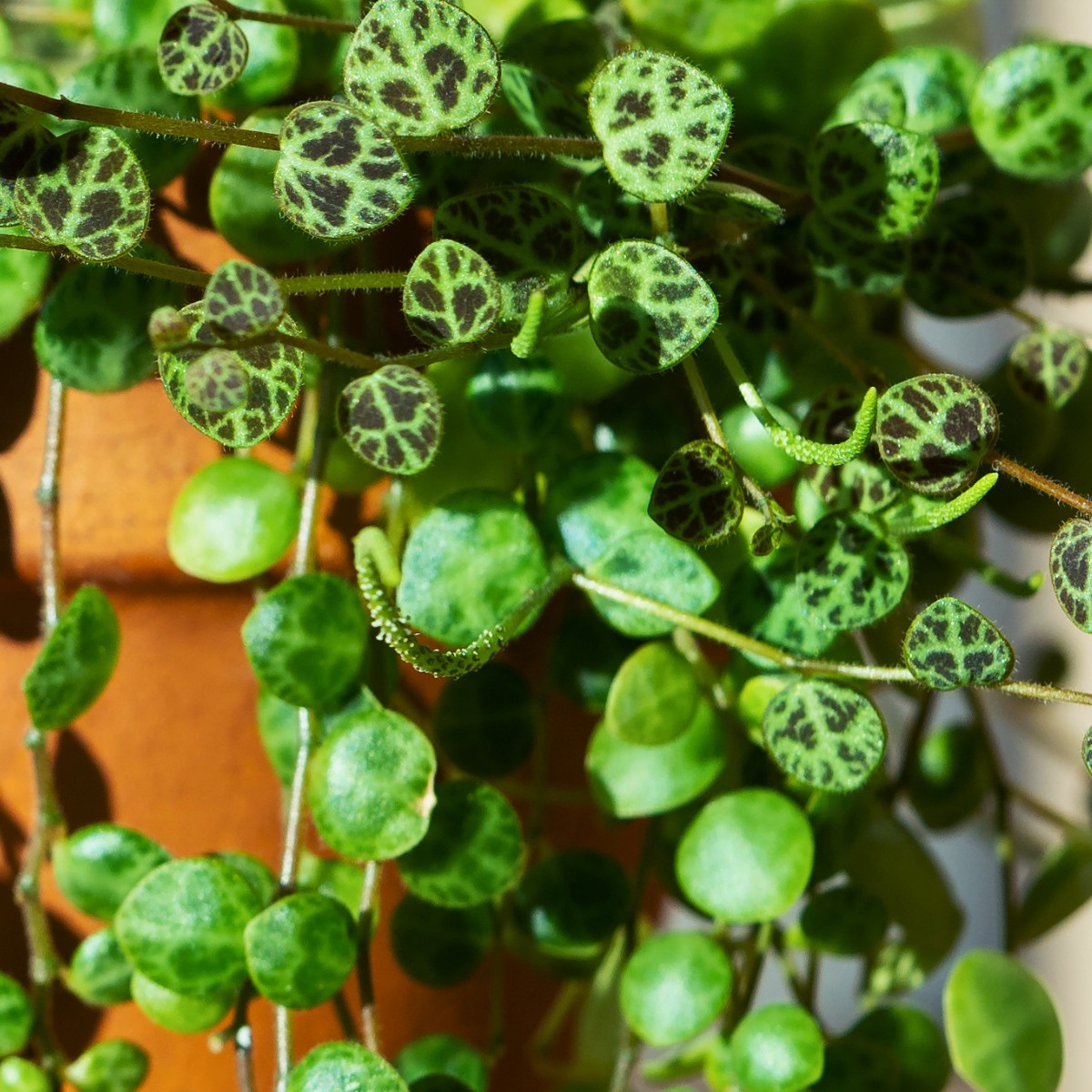 Trailing plant suitable for taking cuttings and propagation