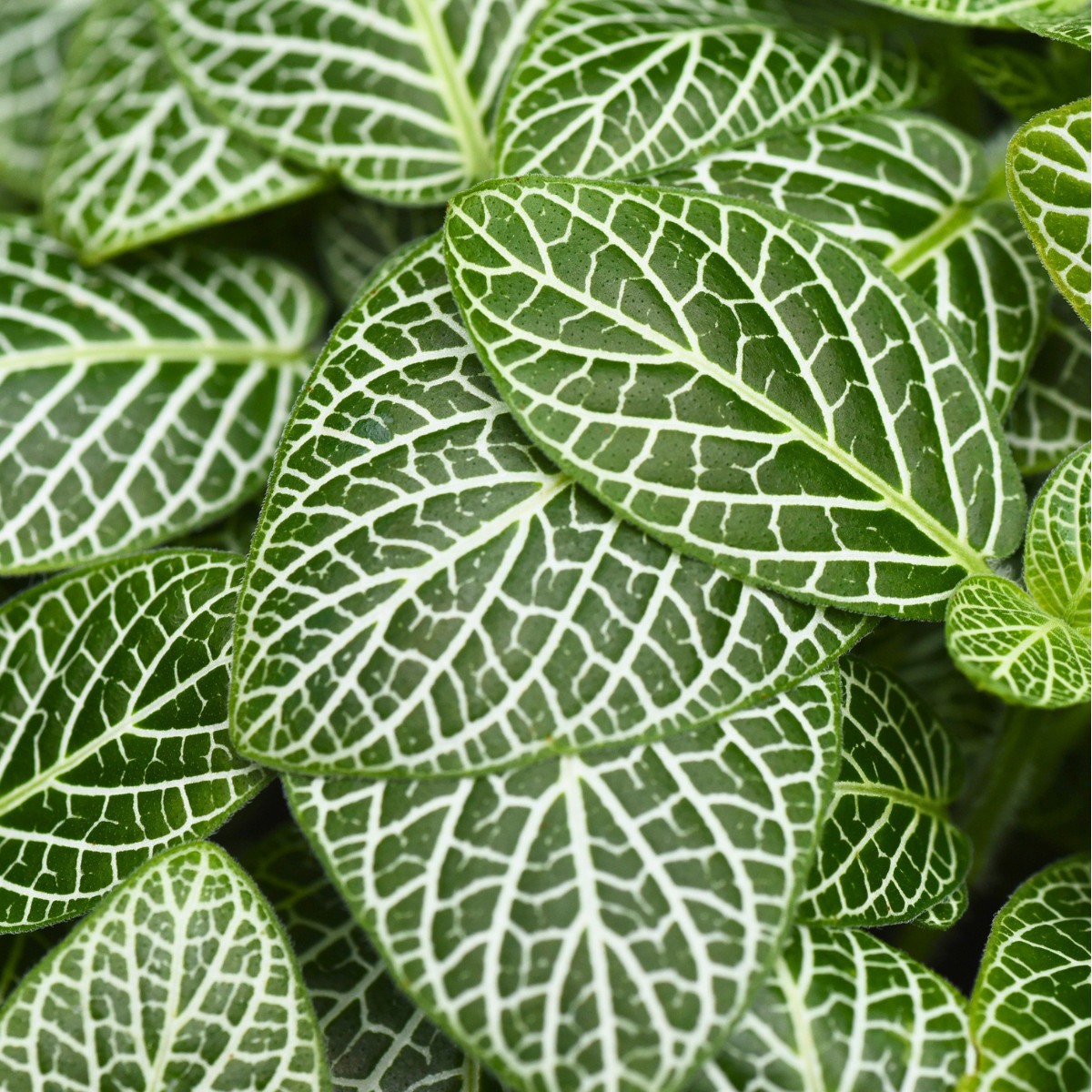 Highly textured white-veined foliage from the NewBridge on the Charles plant collection