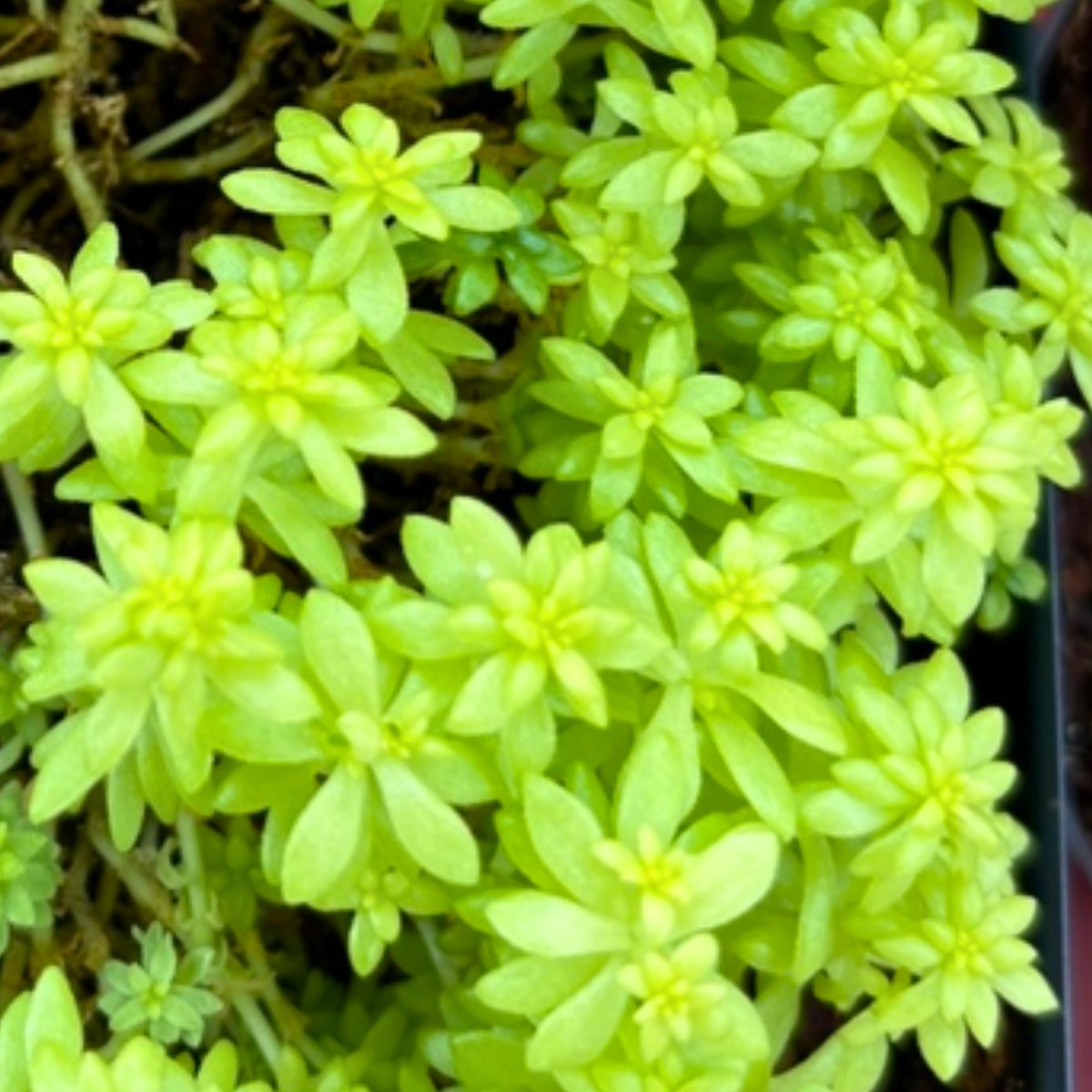 Golden Sedum growing in the NewBridge on the Charles sensory garden collection