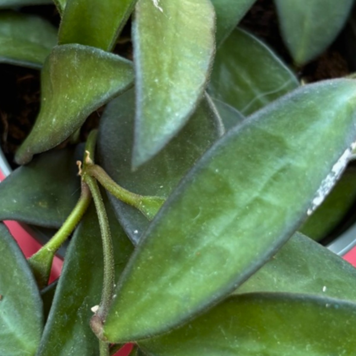 Waxy foliage selected for the NewBridge on the Charles sensory garden